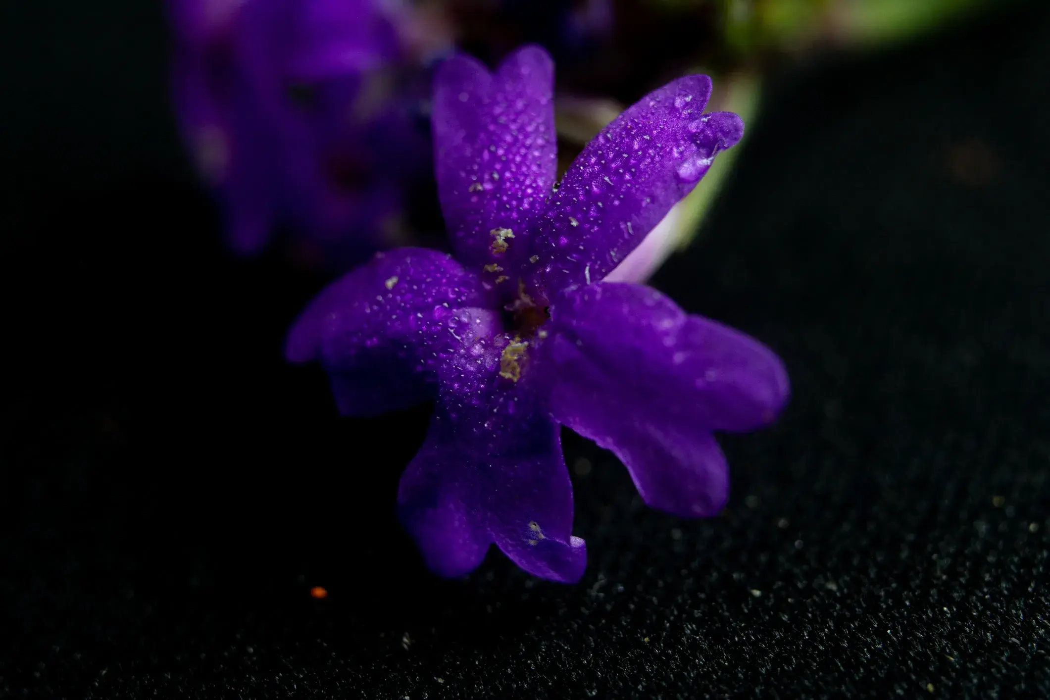 Macro shot of a vivid edible flower blossom
