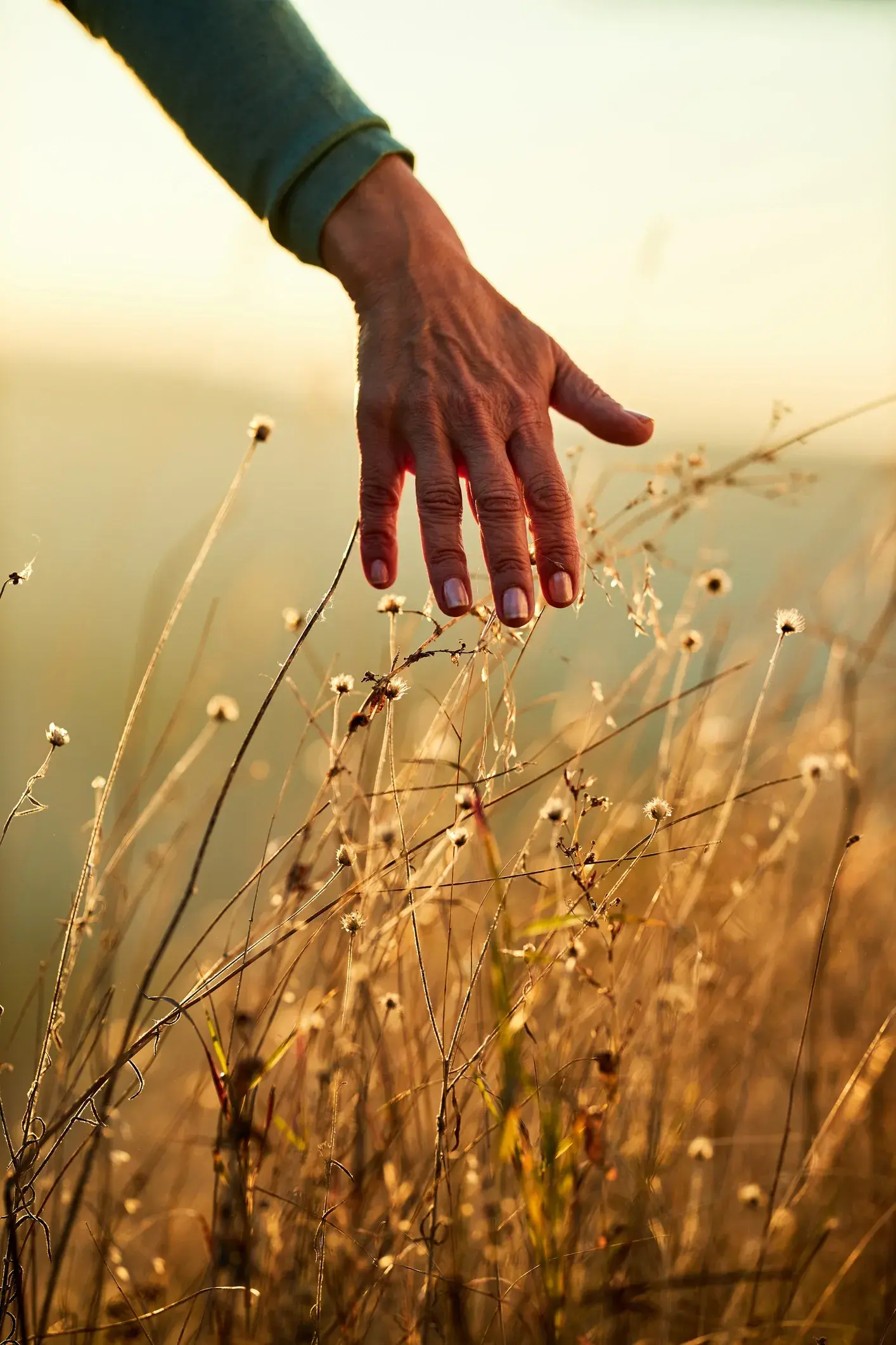 A hand reaching gently into sunlit wild grasses