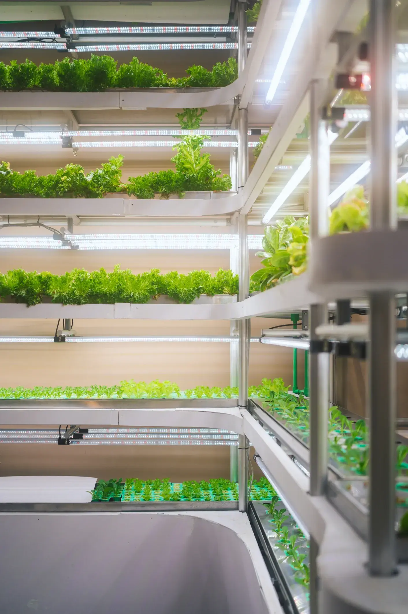 Indoor vertical farm growing rows under LED light