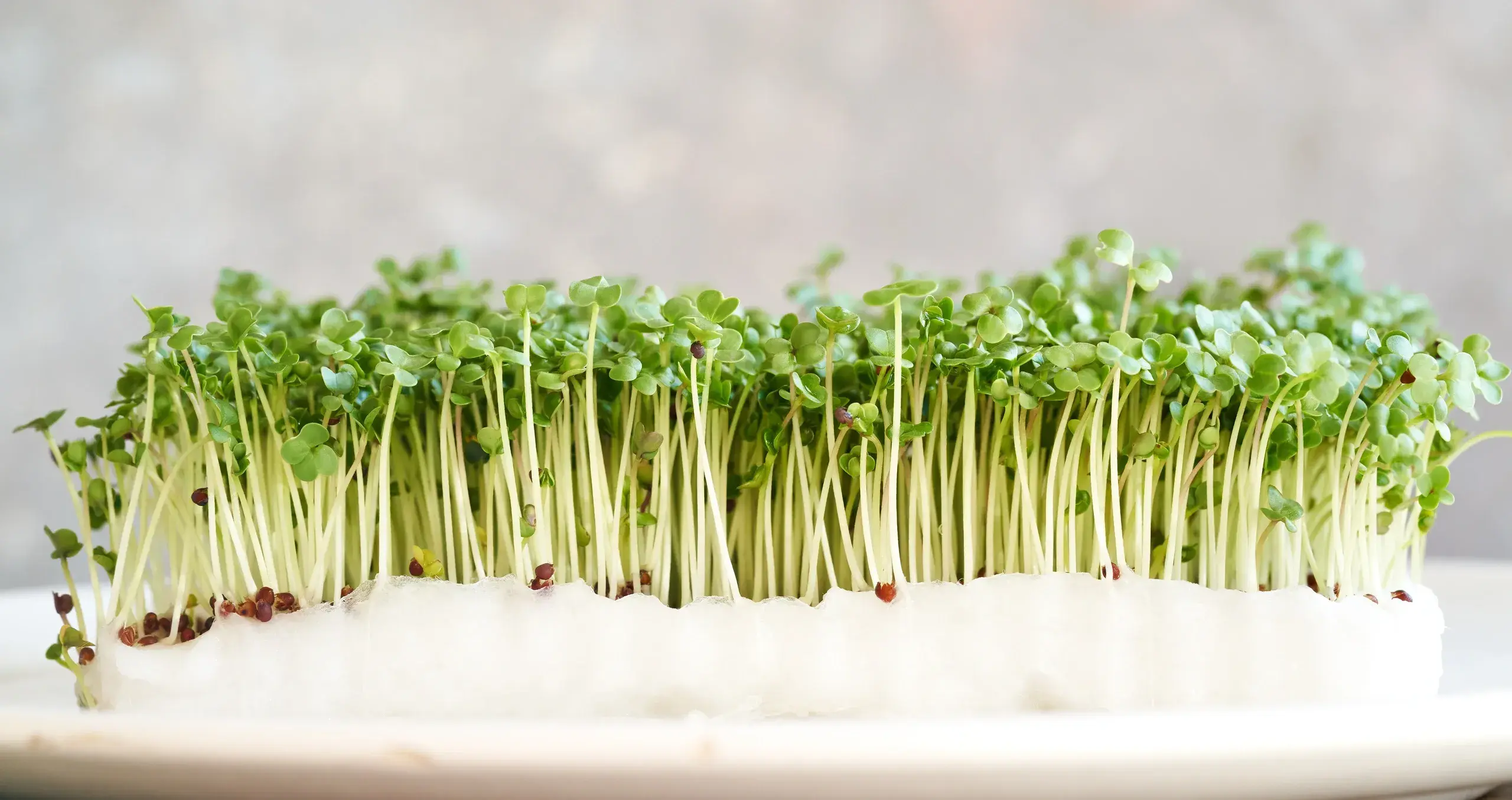 Microgreens