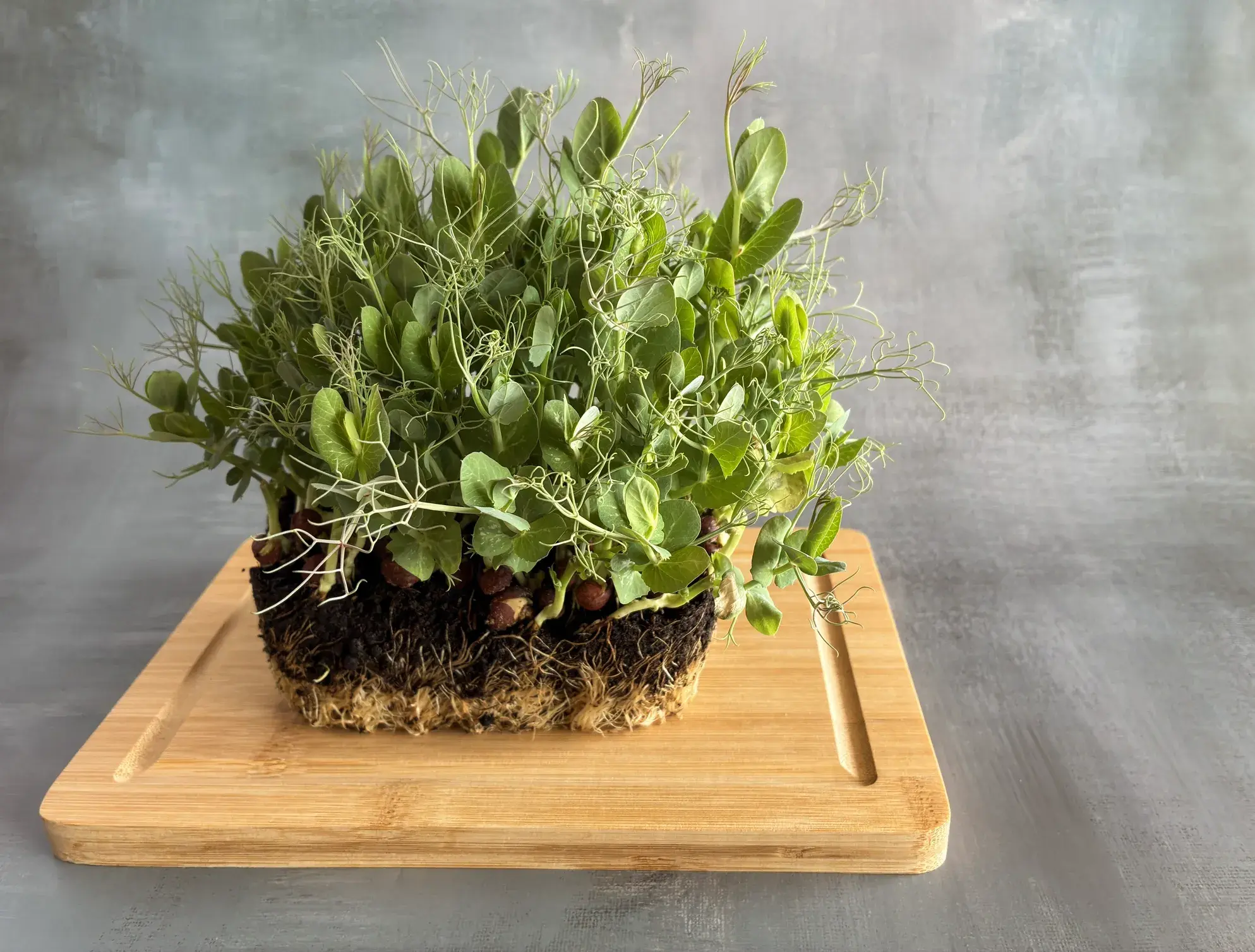 Pea Shoots