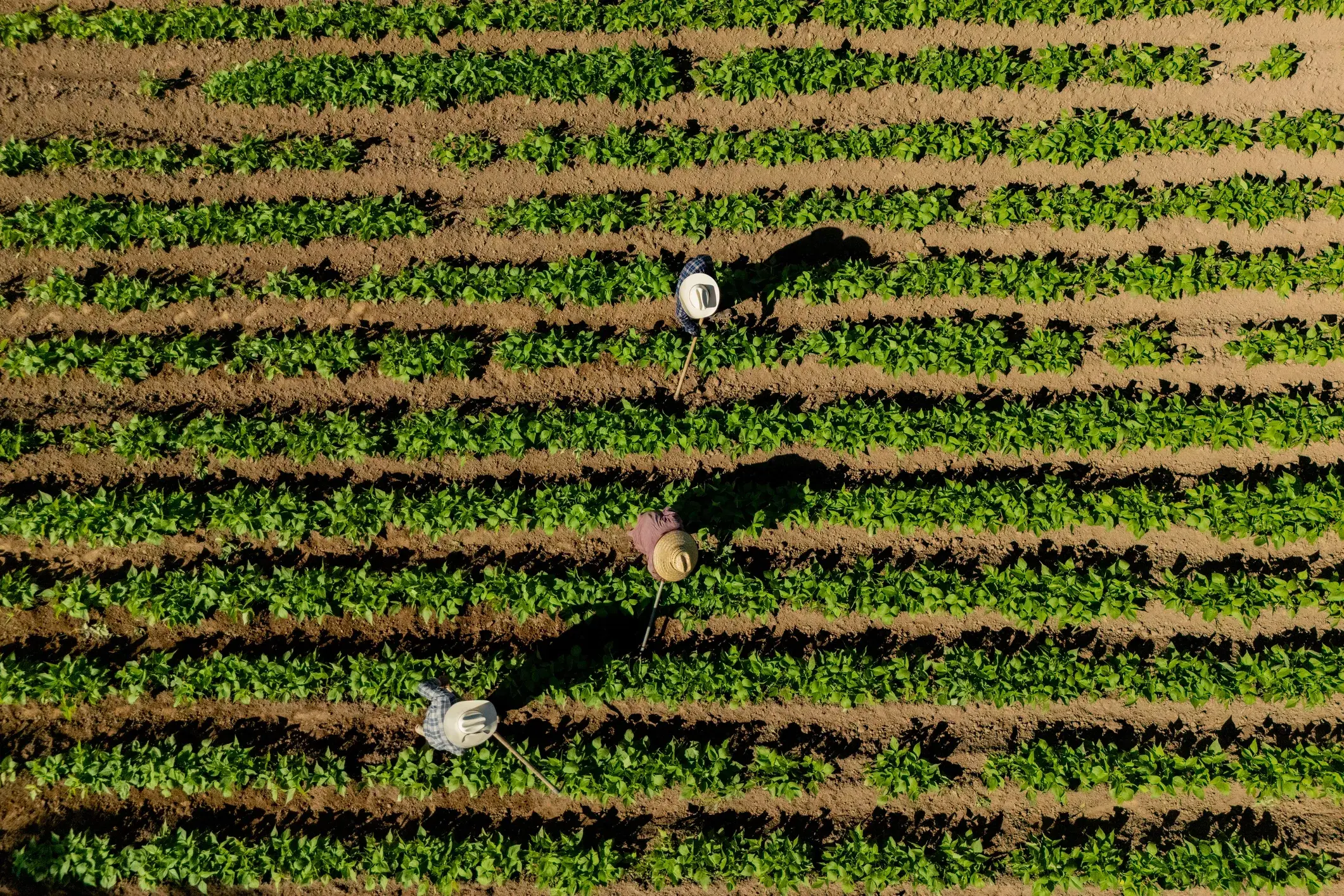 Aerial view of the harvest crew working the rows