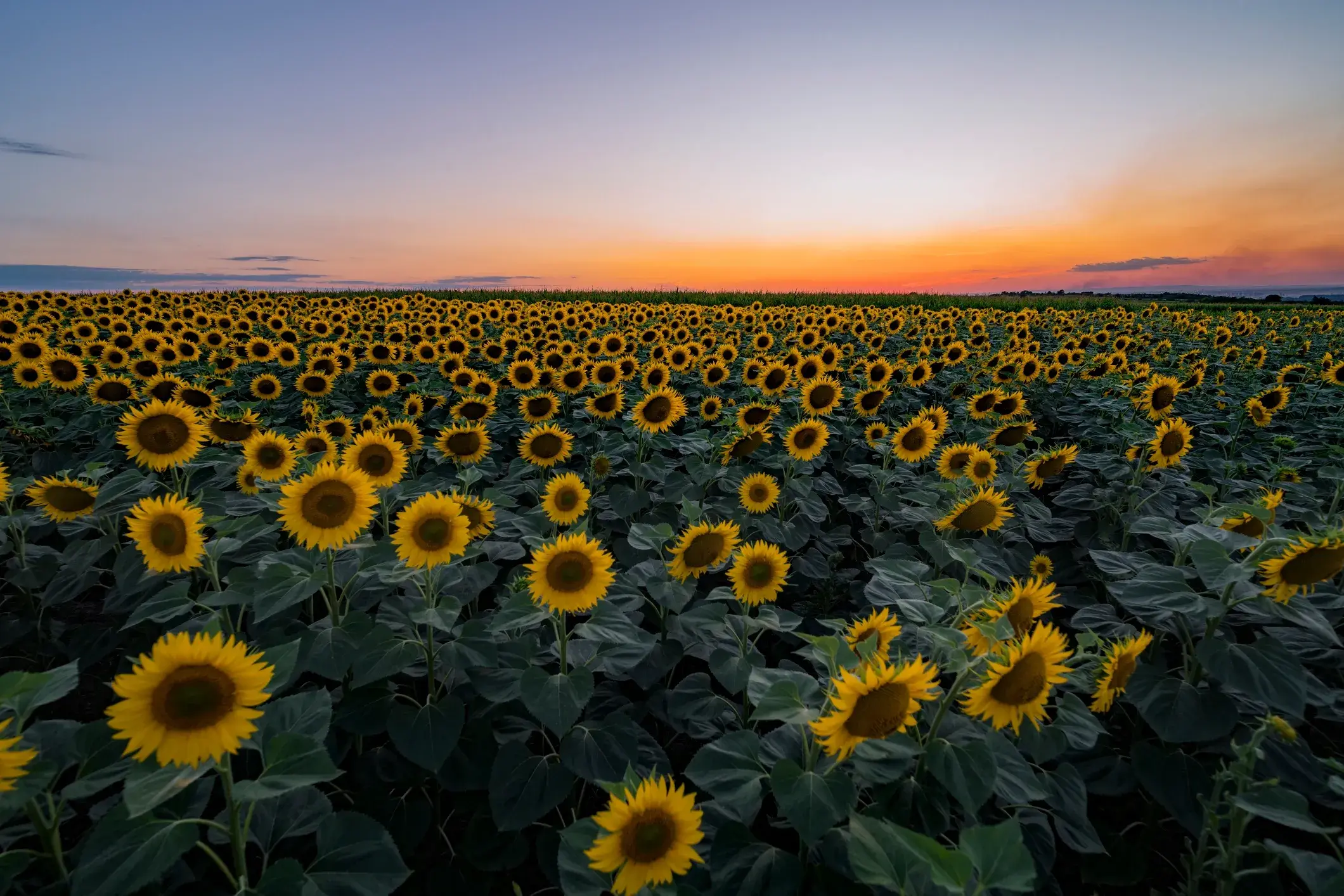 A wide sunflower field at golden hour